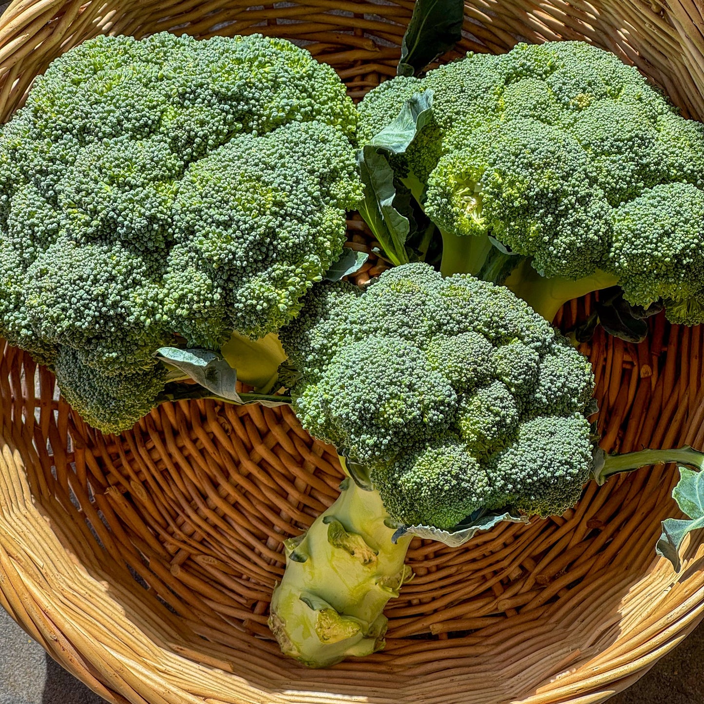 Broccoli (approx. 250g per head)