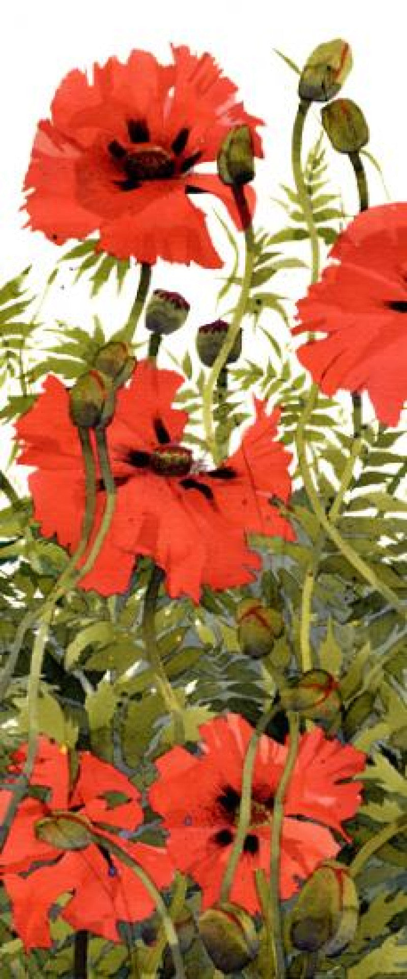 Papaver Orientale by Mary Ann Rogers