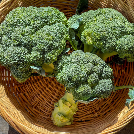 Broccoli (approx. 250g per head)