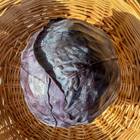 Red Cabbage